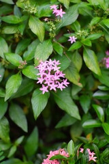 pink flowers in the garden