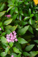 pink and white flowers in the garden
