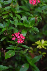 pink flowers in the garden