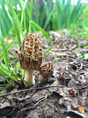 Morel mushroom growing in its natural environment