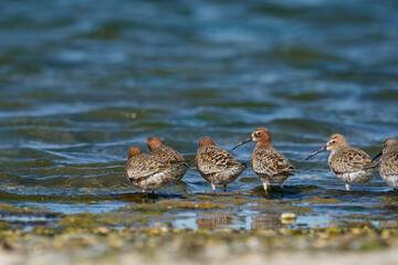 Curlew Sandpiper (Calidris ferruginea) feeding on the lake shore