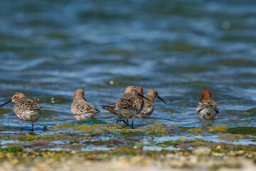 Curlew Sandpiper (Calidris ferruginea) feeding on the lake shore