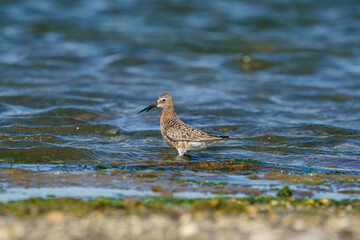 Curlew Sandpiper (Calidris ferruginea) feeding on the lake shore