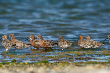 Curlew Sandpiper (Calidris ferruginea) feeding on the lake shore