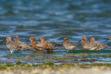 Curlew Sandpiper (Calidris ferruginea) feeding on the lake shore