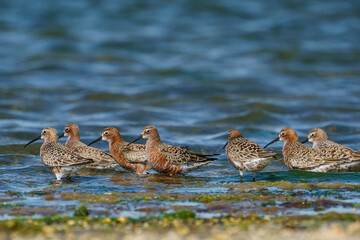 Curlew Sandpiper (Calidris ferruginea) feeding on the lake shore