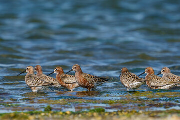 Curlew Sandpiper (Calidris ferruginea) feeding on the lake shore