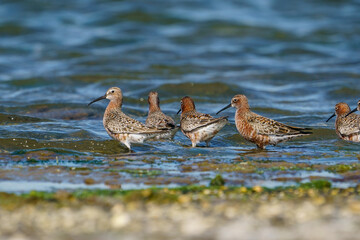 Curlew Sandpiper (Calidris ferruginea) feeding on the lake shore