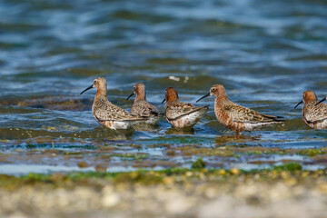 Curlew Sandpiper (Calidris ferruginea) feeding on the lake shore