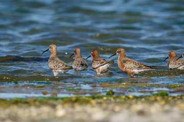 Curlew Sandpiper (Calidris ferruginea) feeding on the lake shore