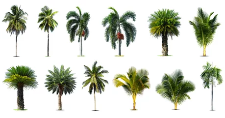 Gordijnen Coconut and palm trees Isolated tree on white background , The collection of trees.Large trees are growing in summer. © pornsawan