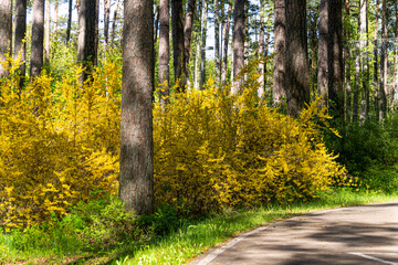 Yellow, bright forsythia flowers in spring in the park. - 508383605