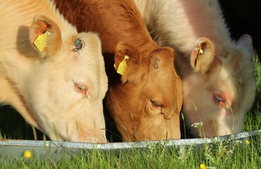 Cattle: three charolais breed bullocks eating from trough in field on farmland in rural Ireland