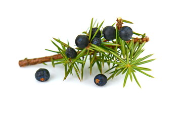 Juniper twig with berries isolated on white.