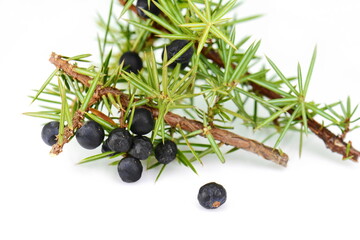 Juniper twig with berries isolated on white.