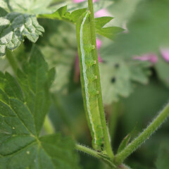 Silver moth caterpillar eating a green plant. Green caterpillar with long white stripe. Autographa...