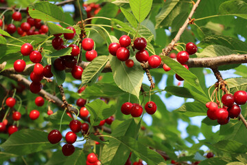 Red ripe cherry fruits on branch ready to be harvested in the orchard.at dawn. Prunus avium on...