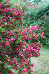 Fototapeta na wymiar Weigelia bush in bloom with beautiful pink flowers in the garden on springtime