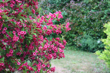 Fototapeta na wymiar Weigelia bush in bloom with beautiful pink flowers in the garden on springtime