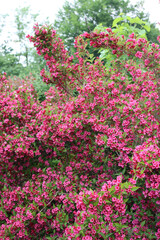 Weigelia bush in bloom with beautiful pink flowers in the garden on springtime