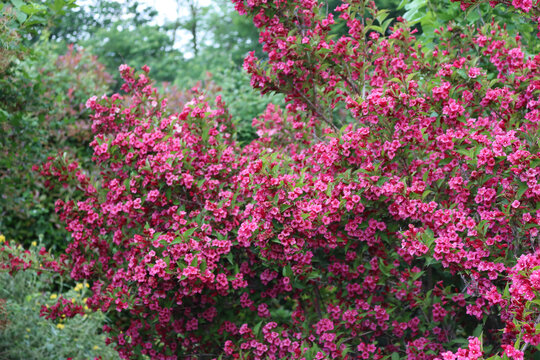 Weigelia bush in bloom with beautiful pink flowers in the garden on springtime