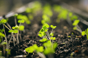 Garden sprouts