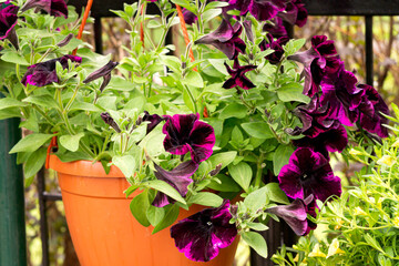 Fototapeta na wymiar Flower pot with burgundy petunia flowers at the flower market.