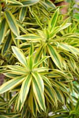 close up of a plant