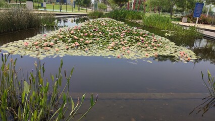 pond with flowers