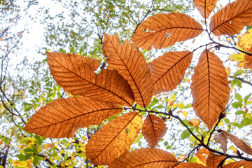 autumn leaves in the sun