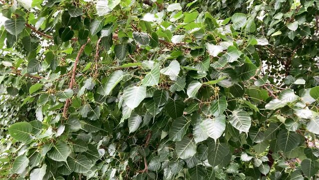 Bodhi leaves are single leaves, arranged alternately. The appearance of the leaves is heart-shaped. The tip of the leaf is pointed and has a lobe or a long tail. often used as a Buddhist symbol.