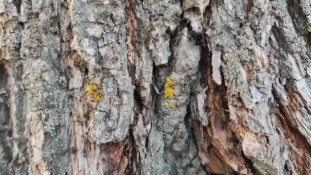 A bunch of ants crawling on a tree trunk