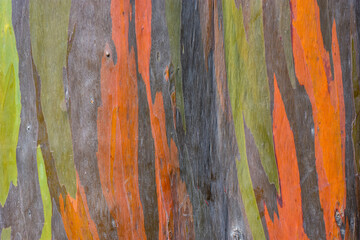 Colorful abstract texture of eucalyptus trees bark