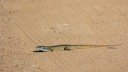 lizard on the sand