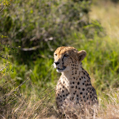 Cheetah male stalking an impala