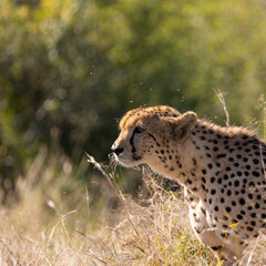 Cheetah male stalking an impala