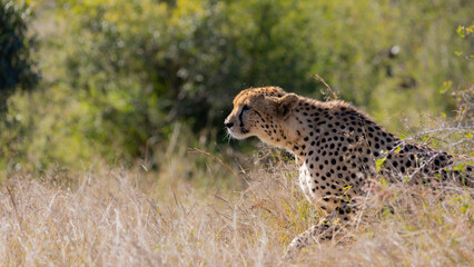Cheetah male stalking an impala