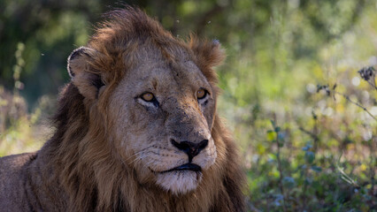 Close up of a mature male lion in Kruger