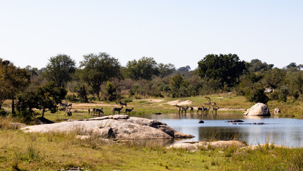 antelope at a scenic waterhole in Kruger