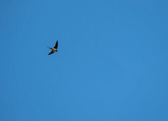 a swallow flies high in the sky