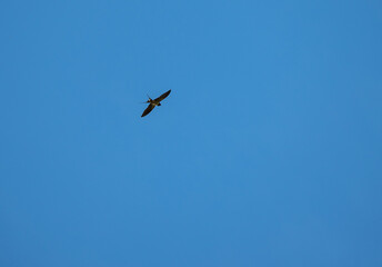 a swallow flies high in the sky