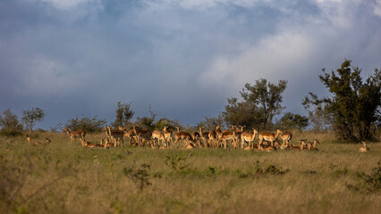 Fototapeta na wymiar a large herd of impala
