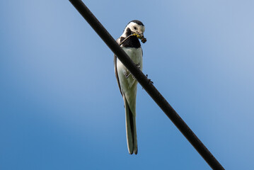 a white wagtail holds a dragonfly in its beak