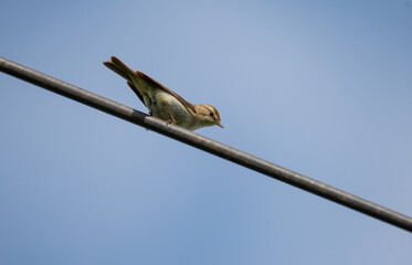 a warbler bird sits on an antenna against the sky