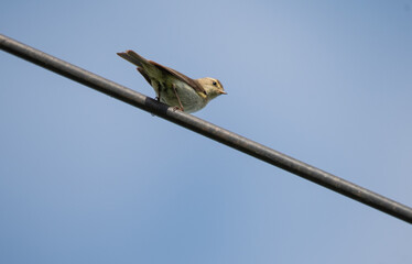 a warbler bird sits on an antenna against the sky