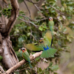 White-fronted bee-eaters in the wild