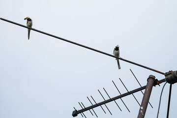 two white wagtails are sitting on an antenna