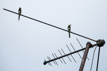 two white wagtails are sitting on an antenna