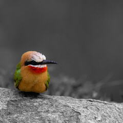 close up of a white fronted bee eater