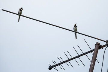 two white wagtails are sitting on an antenna